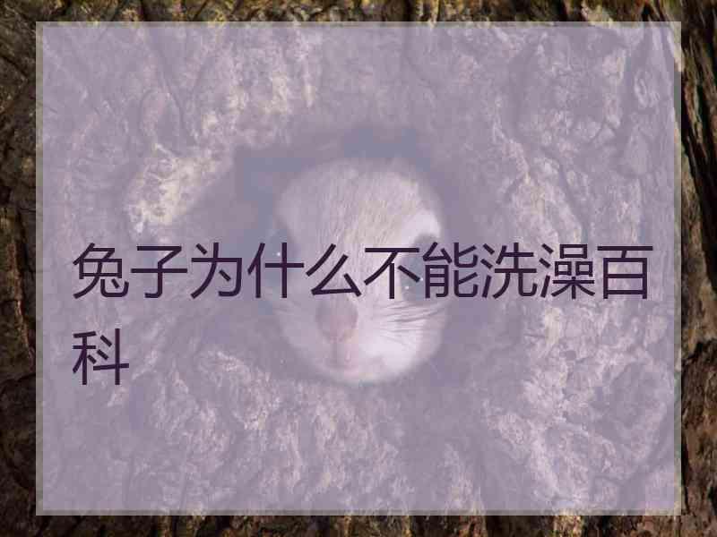 兔子为什么不能洗澡百科 兔子为什么不能洗澡百科