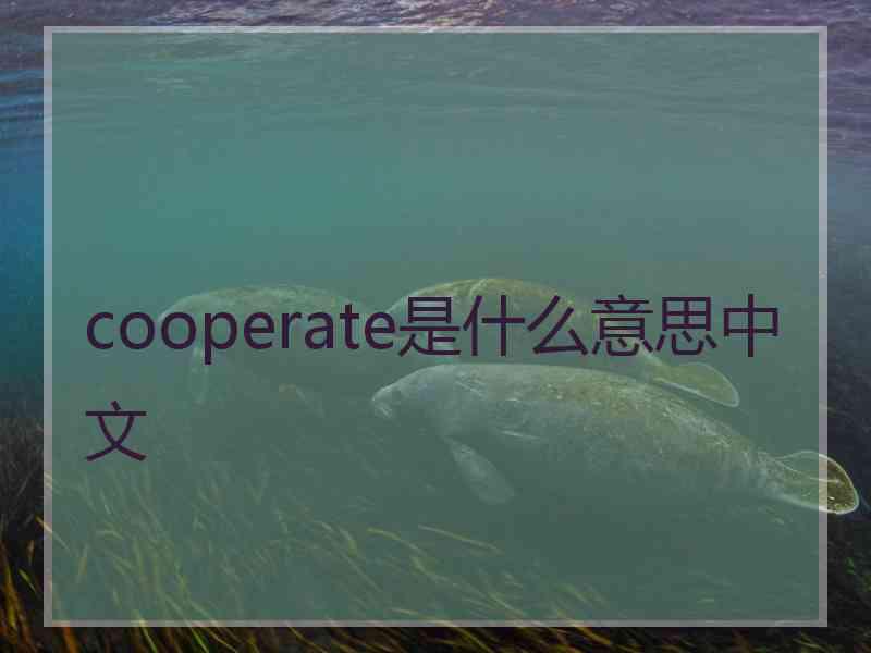cooperate是什么意思中文 cooperate是什么意思中文