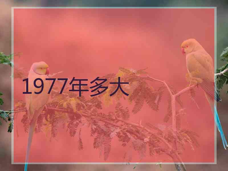 1977年多大