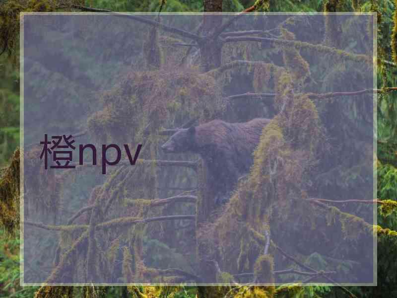 橙npv