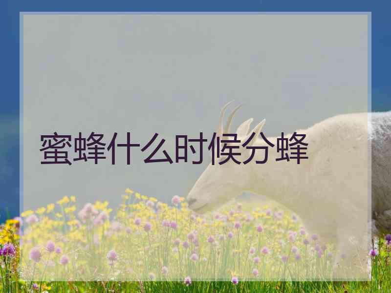 蜜蜂什么时候分蜂