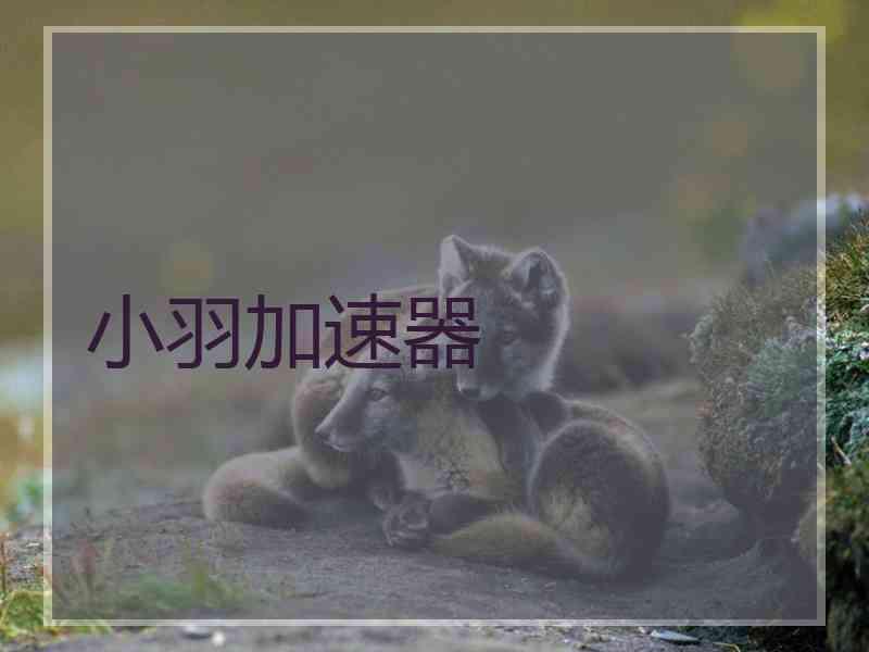 小羽加速器