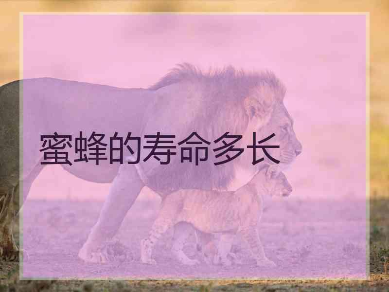蜜蜂的寿命多长