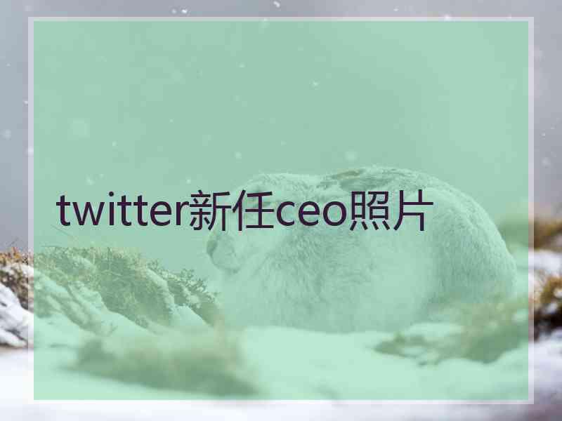 twitter新任ceo照片