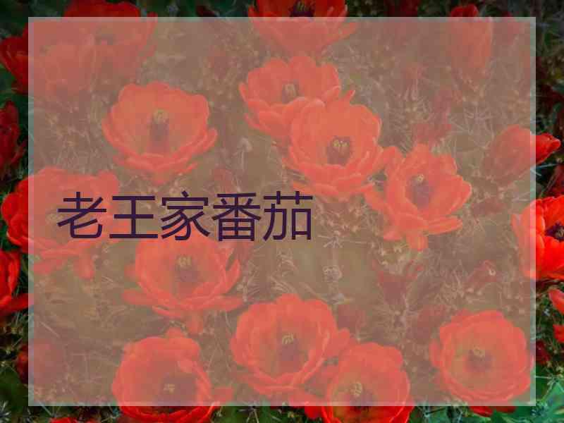 老王家番茄