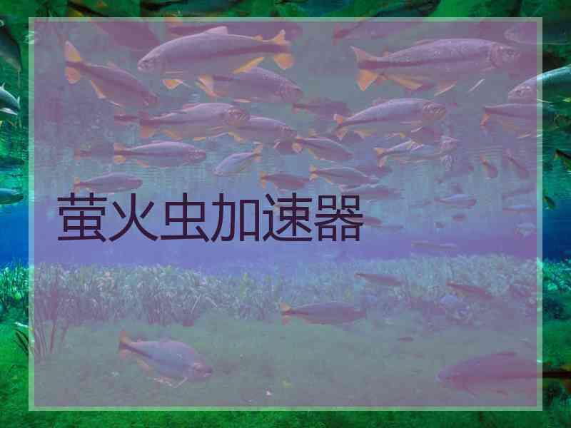 萤火虫加速器