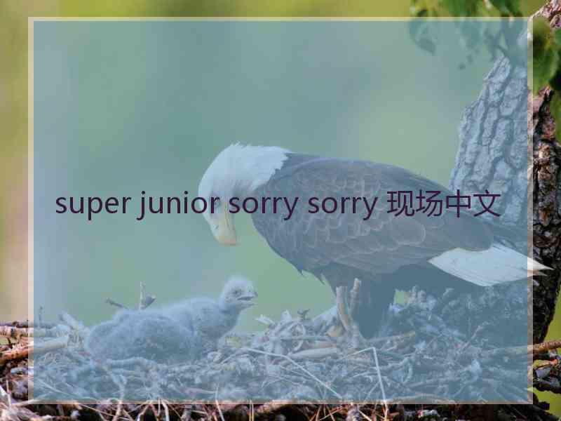super junior sorry sorry 现场中文
