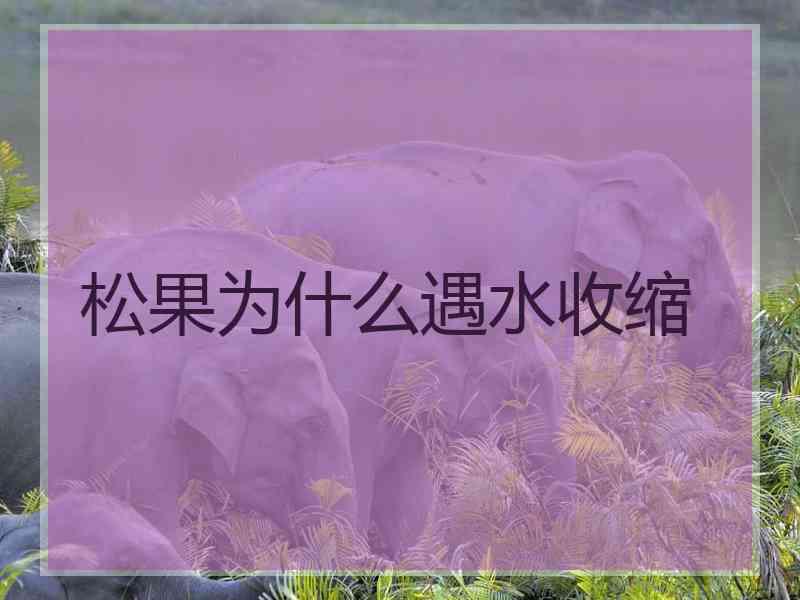 松果为什么遇水收缩