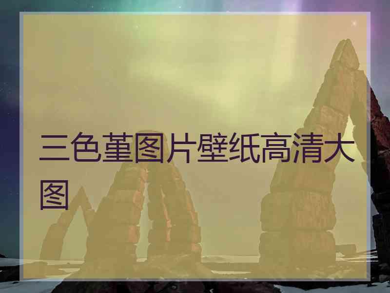 三色堇图片壁纸高清大图