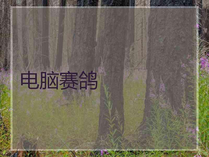 电脑赛鸽