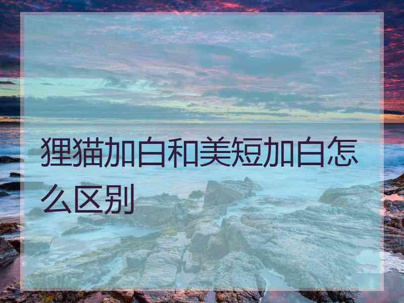 狸猫加白和美短加白怎么区别
