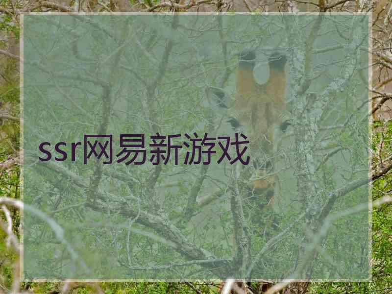 ssr网易新游戏