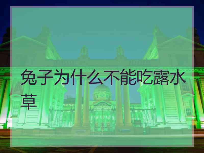 兔子为什么不能吃露水草