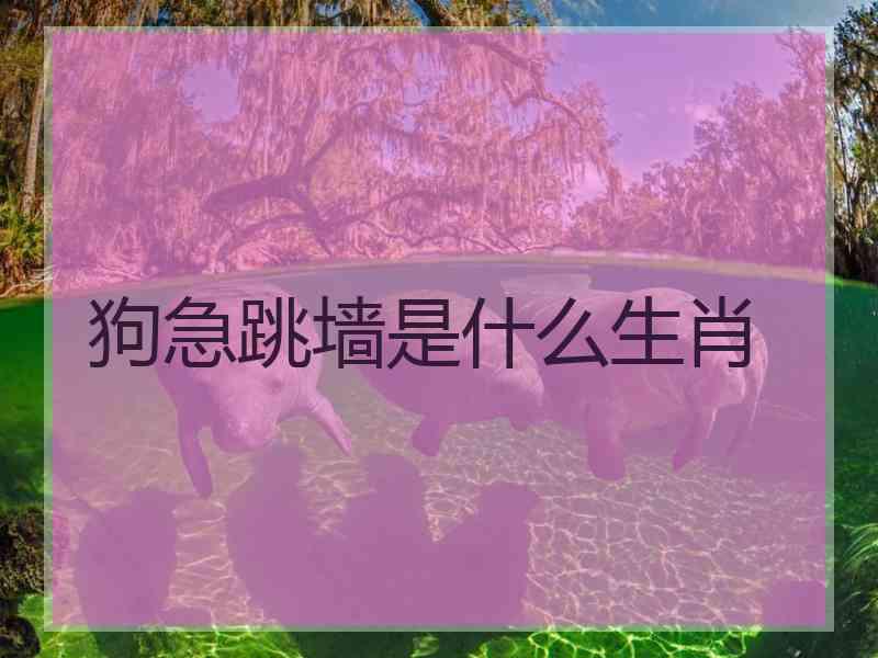 狗急跳墙是什么生肖