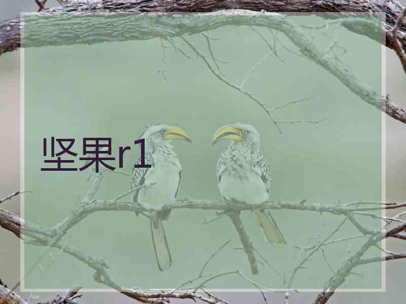 坚果r1