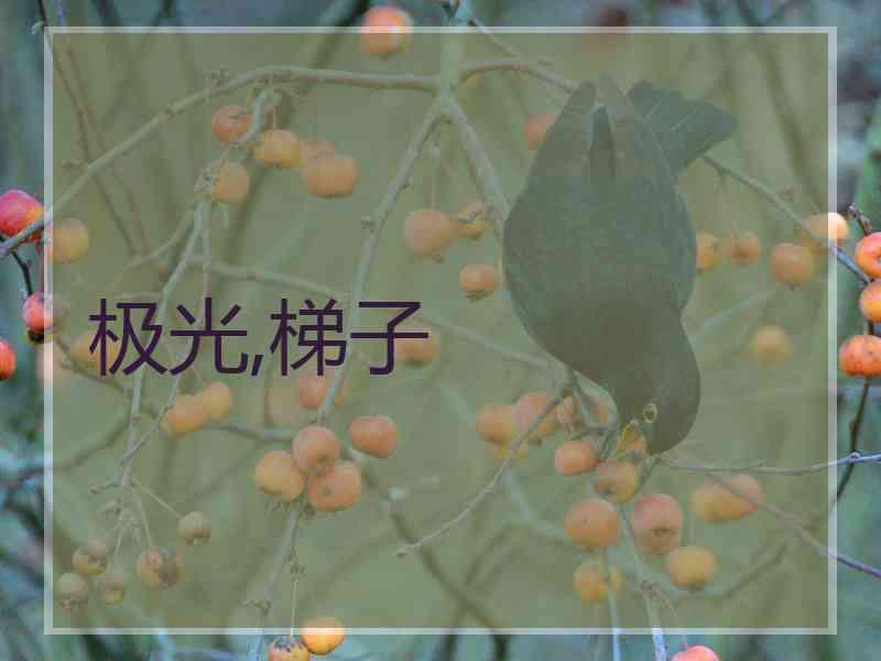 极光,梯子