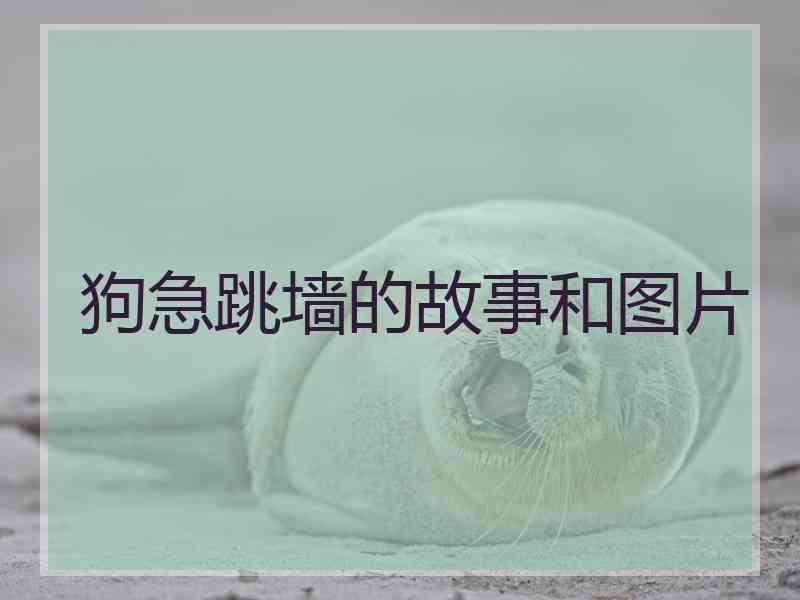 狗急跳墙的故事和图片