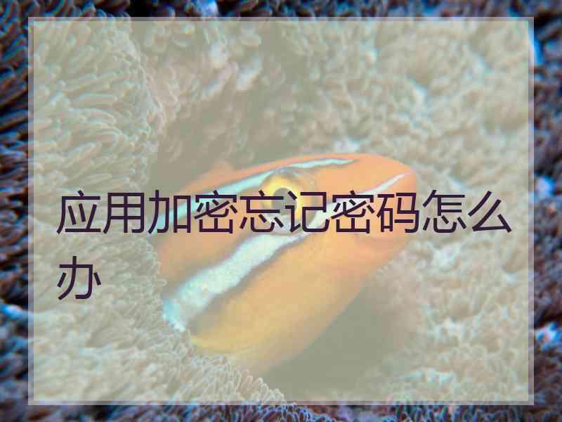 应用加密忘记密码怎么办