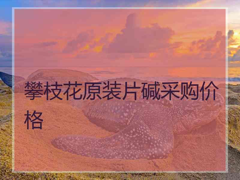攀枝花原装片碱采购价格