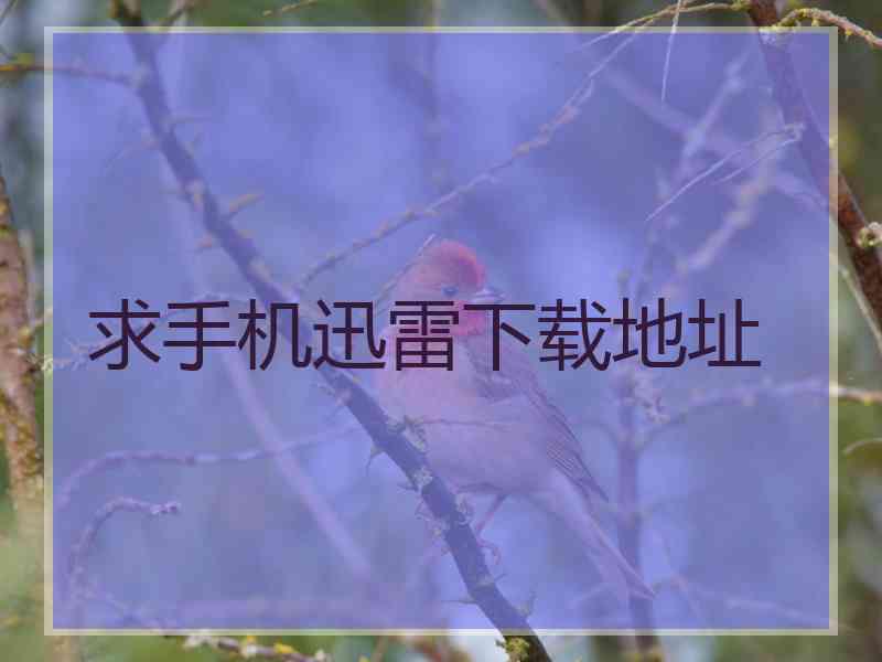 求手机迅雷下载地址